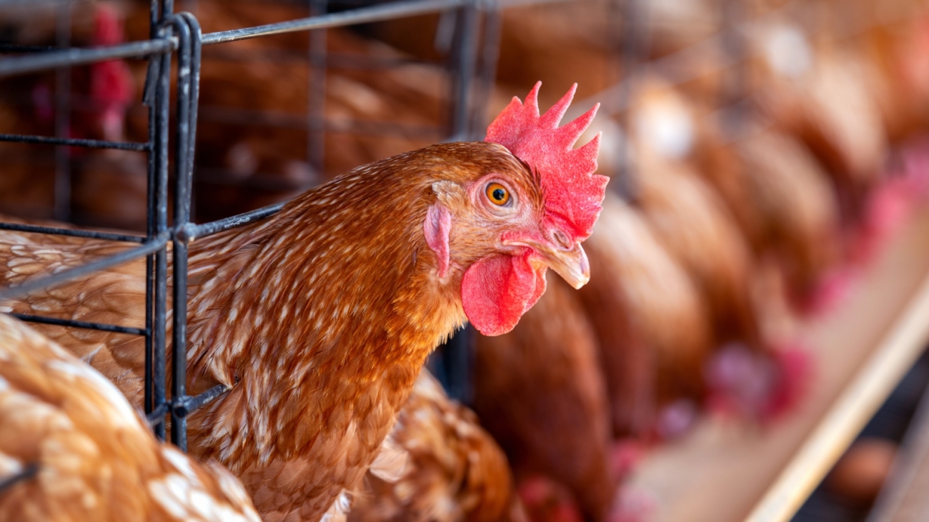 E-CEASA - Blog - Producao de frango